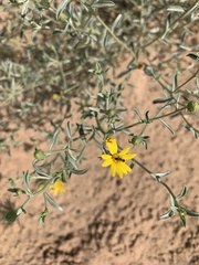 Heterotheca polothrix