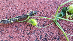 Cyclanthera dissecta