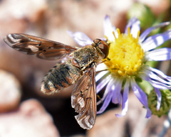 Poecilanthrax alcyon