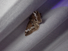 Perizoma alchemillata