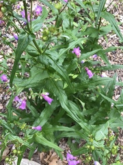 Penstemon tenuis