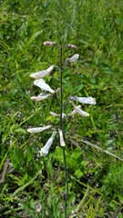 Penstemon tenuiflorus