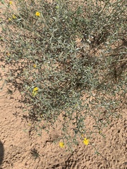 Heterotheca polothrix