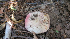 Russula