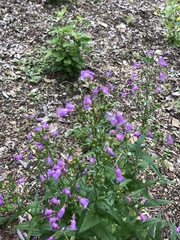 Penstemon tenuis