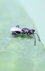 Dirhinus anthracia