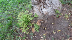 Cerioporus squamosus