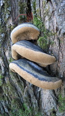 Phellinus igniarius