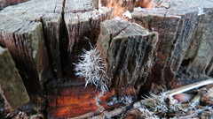 Tilachlidium brachiatum