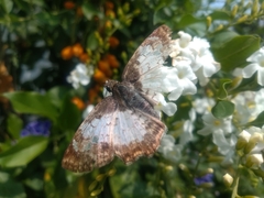 Antigonus emorsa