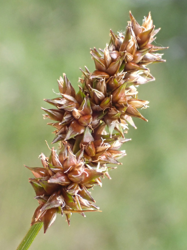 Lesser panicled sedge (Carex diandra)