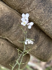 Hesperidanthus linearifolius