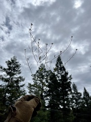 Hesperidanthus linearifolius