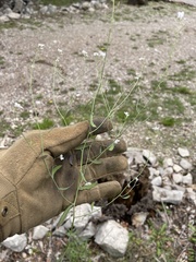 Hesperidanthus linearifolius