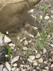 Hesperidanthus linearifolius