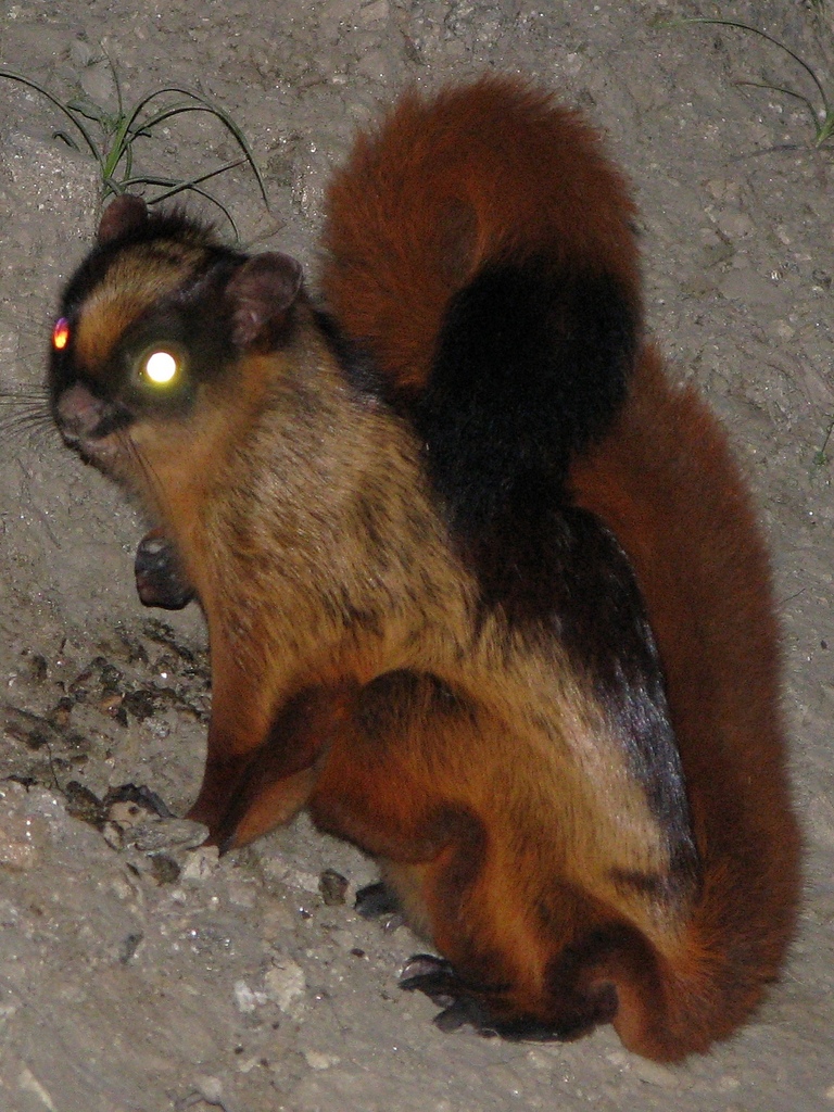 Hodgson's Giant Flying Squirrel