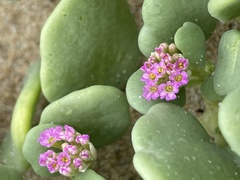 Abronia maritima capensis
