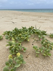 Abronia maritima capensis