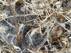 Eryngium armatum