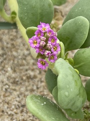 Abronia maritima capensis