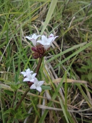 Spermacoce chartensis