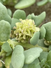 Abronia maritima capensis