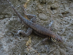 Tropidurus oreadicus