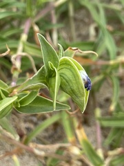 Commelina rebmanii