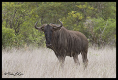 Connochaetes taurinus