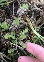 Leptinella squalida squalida