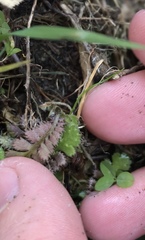 Leptinella squalida squalida
