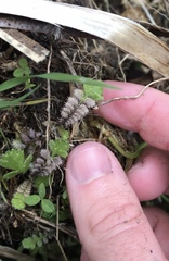 Leptinella squalida squalida