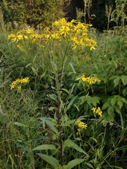 Senecio sarracenicus