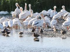 Pelecanus erythrorhynchos