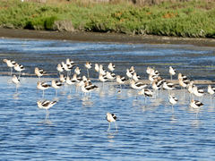 Recurvirostra americana