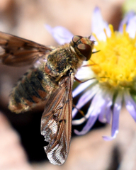 Poecilanthrax alcyon