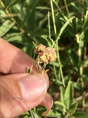 Aculops euphorbicolus