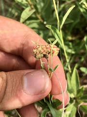 Aculops euphorbicolus