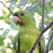 Green Parakeet - Photo (c) rakshas, some rights reserved (CC BY-NC), uploaded by rakshas