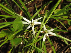 Rhynchospora nervosa