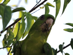 Psittacara holochlorus