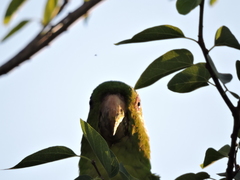 Psittacara holochlorus