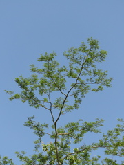 Senegalia polyphylla