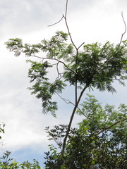 Senegalia polyphylla