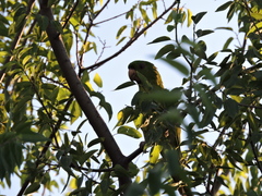 Psittacara holochlorus