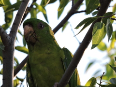 Psittacara holochlorus