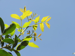 Zanthoxylum rigidum