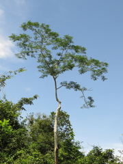 Senegalia polyphylla