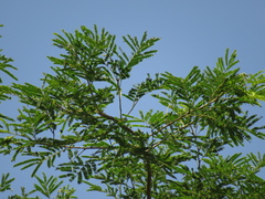 Senegalia polyphylla