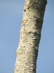 Senegalia polyphylla